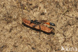 Rupsendoder (Ammophila sabulosa)