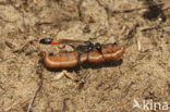 Rupsendoder (Ammophila sabulosa)