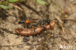 Rupsendoder (Ammophila sabulosa)