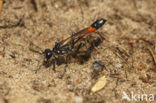 Rupsendoder (Ammophila sabulosa)