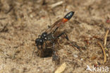 Rupsendoder (Ammophila sabulosa)