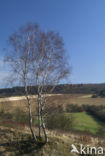 Ruwe berk (Betula pendula)