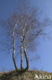 Ruwe berk (Betula pendula)