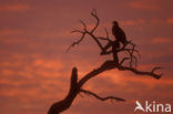 Tawny Eagle (Aquila rapax)