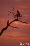 Tawny Eagle (Aquila rapax)