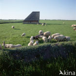 Sheep (Ovis domesticus)
