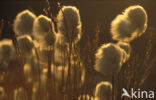 Scheucher’s wollegras (Eriophorum scheuchzeri)