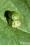 Tortoise beetle (Cassida virides)