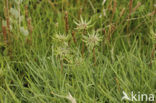 Seaside arrowgrass (Triglochin maritimum)