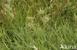 Schorrenzoutgras (Triglochin maritimum)