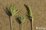 Seaside arrowgrass (Triglochin maritimum)