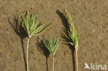 Schorrenzoutgras (Triglochin maritimum)