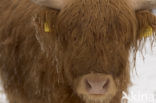 Highland Cow (Bos domesticus)