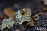 Common Garden Snail (Helix aspersa aspersa)