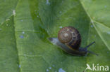 Segrijnslak (Helix aspersa aspersa)