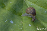 Common Garden Snail (Helix aspersa aspersa)