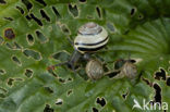 Segrijnslak (Helix aspersa aspersa)