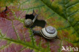 Segrijnslak (Helix aspersa aspersa)