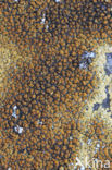 Firedot lichen (Caloplaca saxicola)