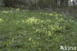 Slanke sleutelbloem (Primula elatior)