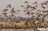 Wigeon (Anas penelope)