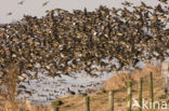 Wigeon (Anas penelope)