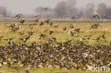 Wigeon (Anas penelope)