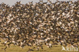 Wigeon (Anas penelope)