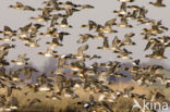 Wigeon (Anas penelope)