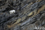 mountain goat (Oreamnos americanus)