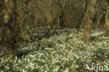 Snowdrop (Galanthus spec.)
