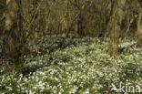 Sneeuwklokje (Galanthus spec.)