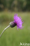 Spaanse ruiter (Cirsium dissectum) 