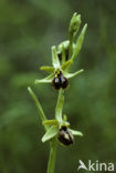 Spinnenorchis (Ophrys sphegodes)