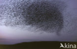 Spreeuw (Sturnus vulgaris)