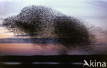 Spreeuw (Sturnus vulgaris)