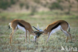 Springbok (Antidorcas marsupialis)