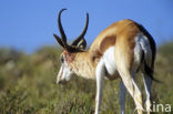 Springbok (Antidorcas marsupialis)