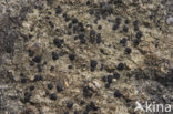 Steenpurperschaaltje (Lecidella stigmatea)