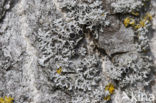 Rosette lichen (Physcia leptalea)