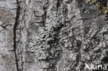 Rosette lichen (Physcia leptalea)