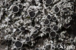 Rosette lichen (Physcia leptalea)
