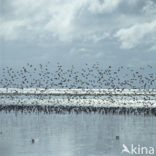 Shorebird