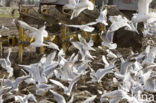 Stormmeeuw (Larus canus)