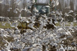 Stormmeeuw (Larus canus)