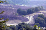 Struikheide