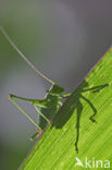 Speckled Bush-cricket (Leptophyes punctatissima)