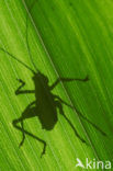 Speckled Bush-cricket (Leptophyes punctatissima)