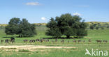 Ostrich (Struthio camelus)