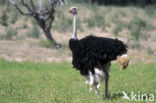 Ostrich (Struthio camelus)